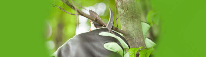 baumpflege kategorieeinstiegsbanner